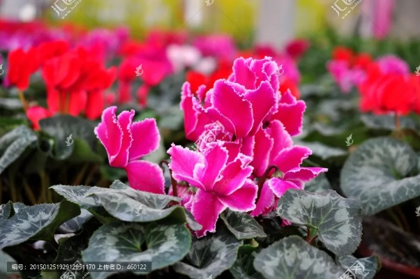 仙客来手游与和时代下载官方下载,适用设计解析&amp;增强版_v9.712