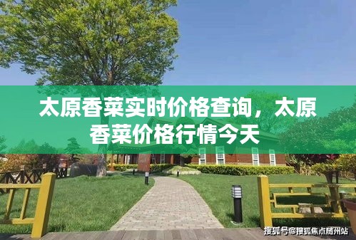 太原香菜实时价格查询，太原香菜价格行情今天 
