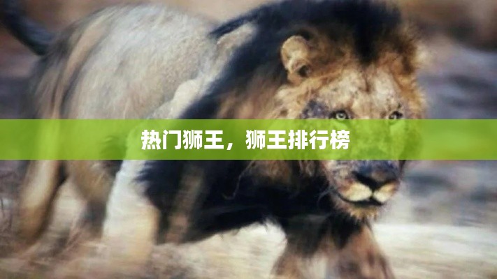 热门狮王，狮王排行榜 