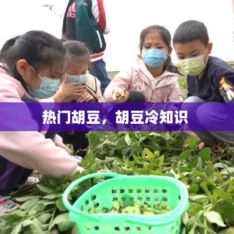 热门胡豆，胡豆冷知识 