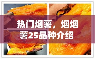 热门烟薯，烟烟薯25品种介绍 