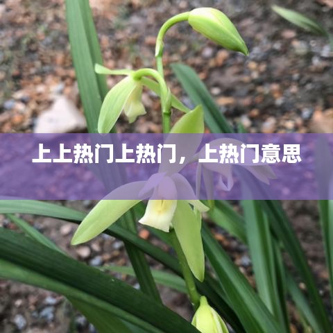 上上热门上热门，上热门意思 