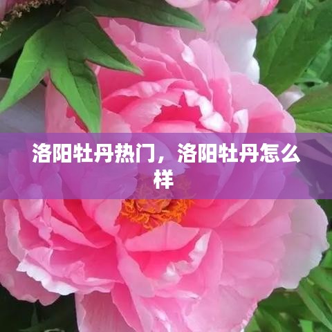 洛阳牡丹热门，洛阳牡丹怎么样 