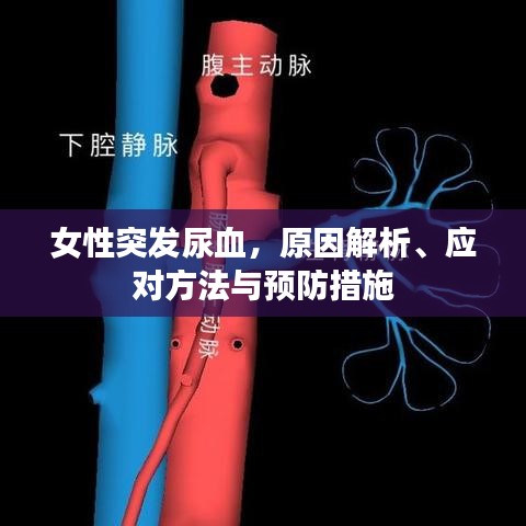 女性突发尿血，原因解析、应对方法与预防措施