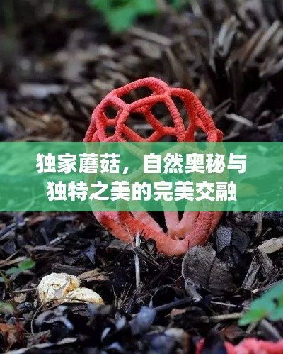 独家蘑菇，自然奥秘与独特之美的完美交融
