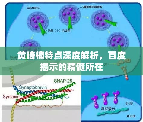 黄琦楠特点深度解析，百度揭示的精髓所在