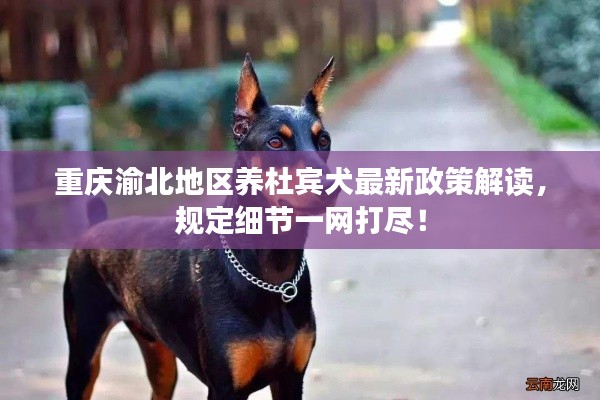 重庆渝北地区养杜宾犬最新政策解读，规定细节一网打尽！