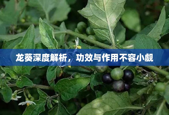 龙葵深度解析，功效与作用不容小觑