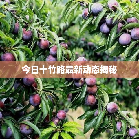 今日十竹路最新动态揭秘