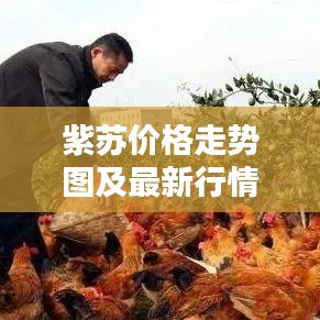 紫苏价格走势图及最新行情深度解析