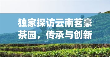 独家探访云南茗豪茶园，传承与创新交织的茶文化之旅