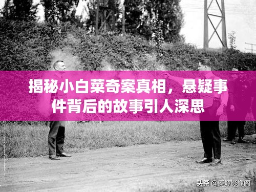 揭秘小白菜奇案真相，悬疑事件背后的故事引人深思