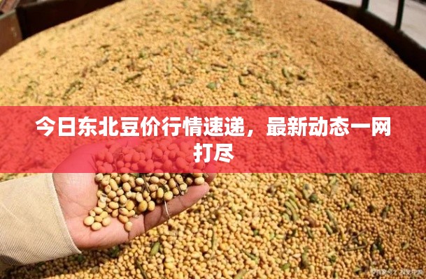 今日东北豆价行情速递，最新动态一网打尽
