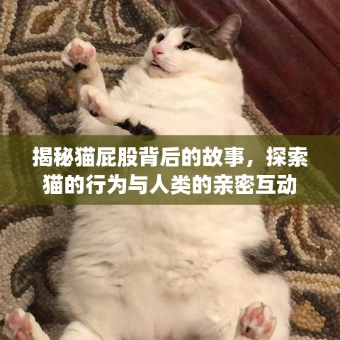 揭秘猫屁股背后的故事，探索猫的行为与人类的亲密互动