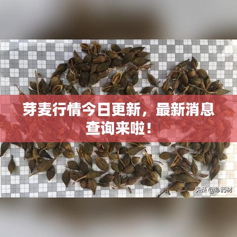 芽麦行情今日更新，最新消息查询来啦！