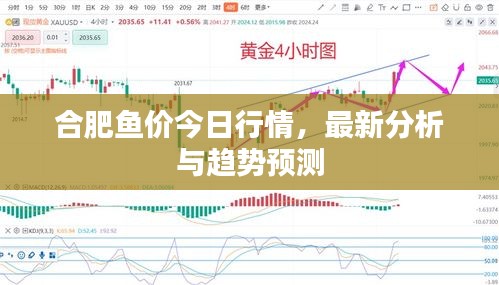 合肥鱼价今日行情，最新分析与趋势预测
