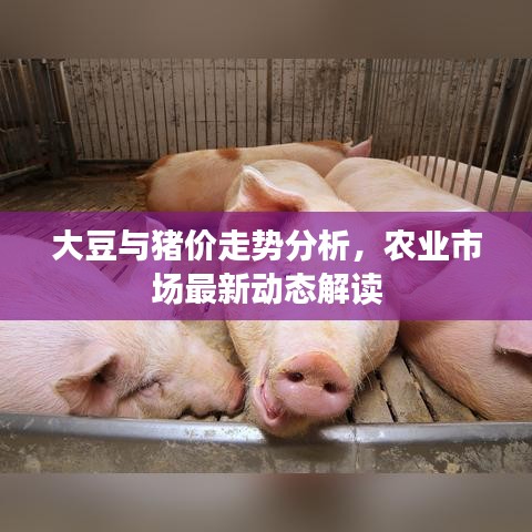 大豆与猪价走势分析，农业市场最新动态解读