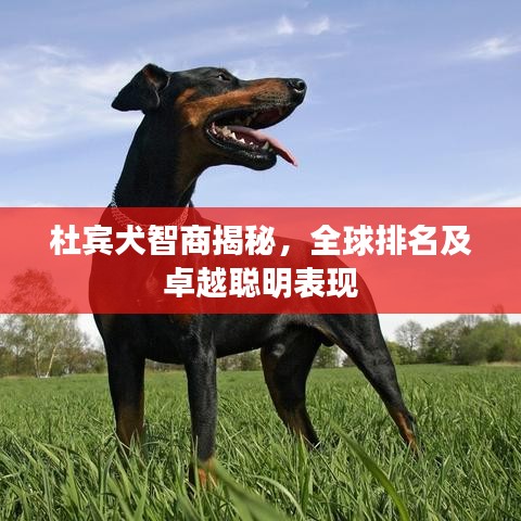 杜宾犬智商揭秘，全球排名及卓越聪明表现