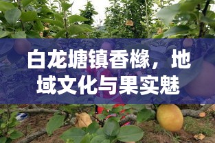 白龙塘镇香橼，地域文化与果实魅力的独特探寻