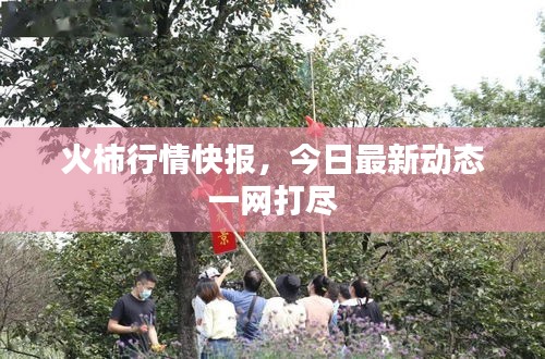 火柿行情快报，今日最新动态一网打尽