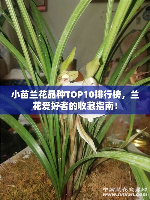 小苗兰花品种TOP10排行榜，兰花爱好者的收藏指南！