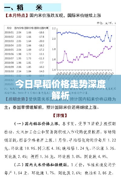 今日早稻价格走势深度解析