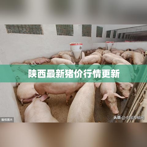 陕西最新猪价行情更新