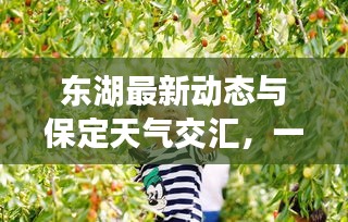 东湖最新动态与保定天气交汇，一网打尽的关键信息