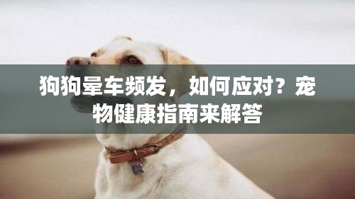 狗狗晕车频发，如何应对？宠物健康指南来解答