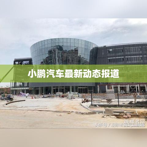 云龙井蛙