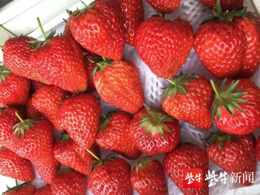 草莓官方视频下载,平衡实施策略-U_v6.283